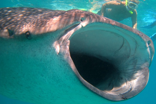 whaleshark swimming under a man snorkeling