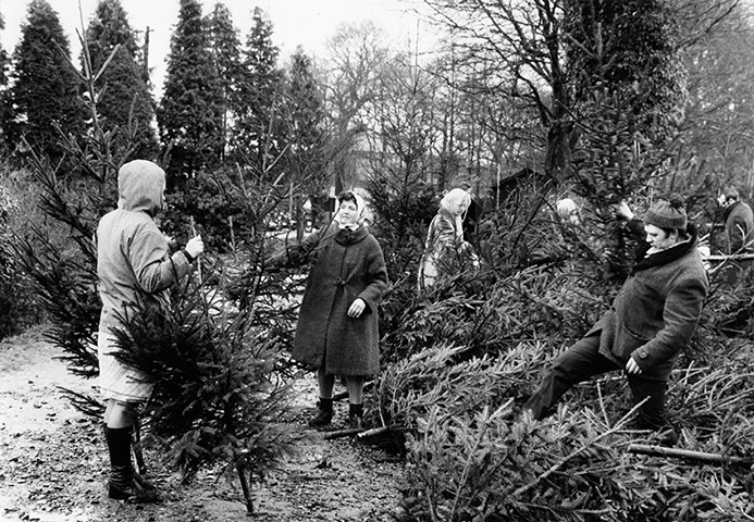 Archive Christmas gallery: Buying Christmas trees