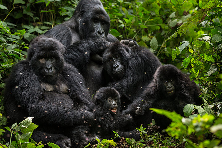 WWF Virunga Campaign: Bageni family in the gorilla sector 