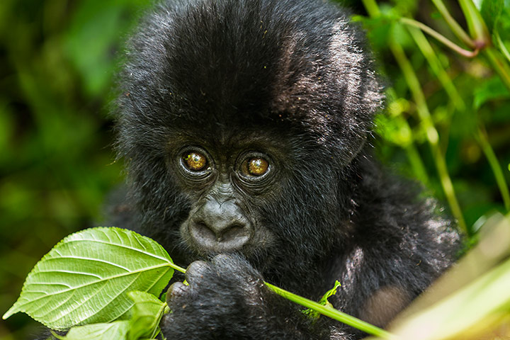 WWF Virunga Campaign: Bageni family in the gorilla sector 