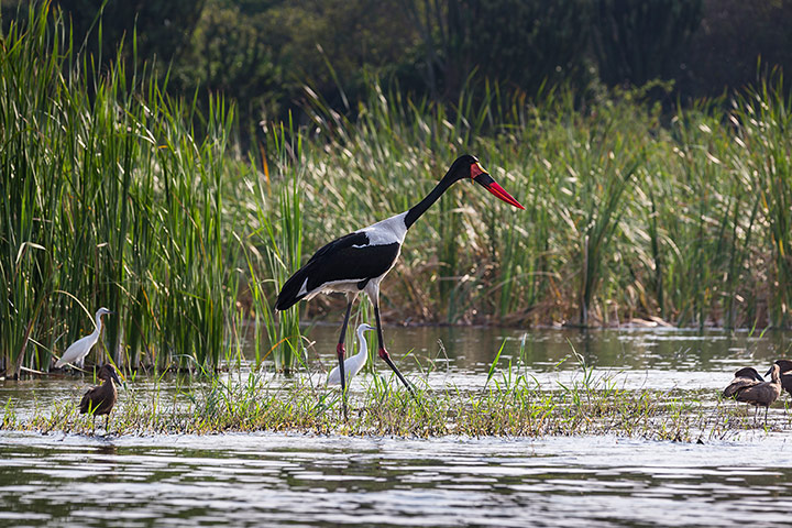 WWF Virunga Campaign: Birdlife close to the fishing village of Kavanyongi 