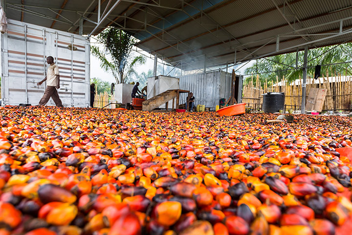 WWF Virunga Campaign: New soap factory that uses palm oil 