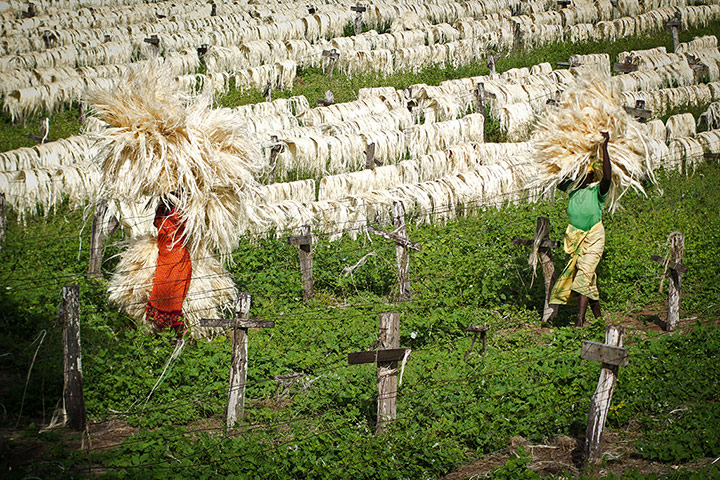Kenya at 50: Kenyan agriculture