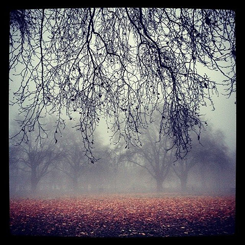 UK Fog - readers' photos: park covered in fog