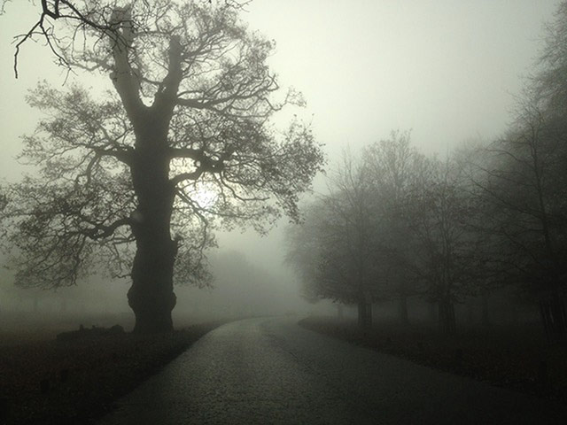 UK Fog - readers' photos: eerie park scene