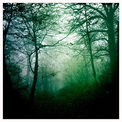 UK Fog - readers' photos: spooky woods 