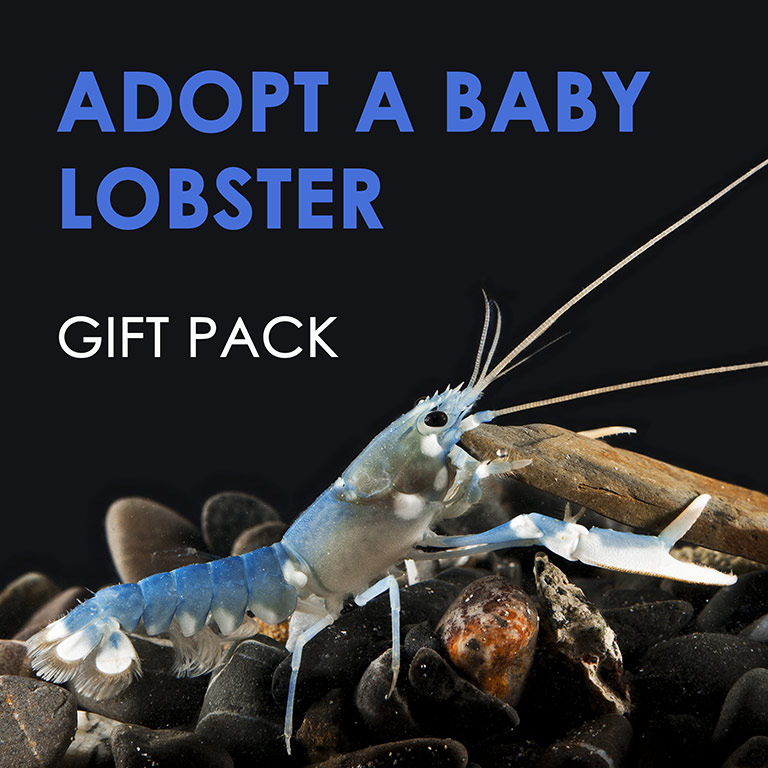 Adopt a lobster giftpack