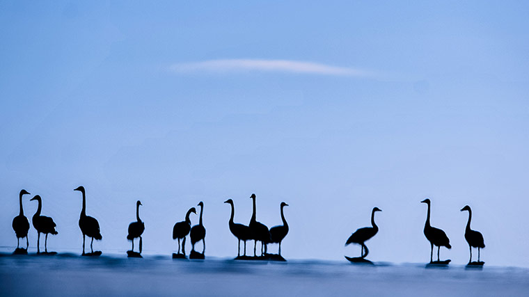 Week in wildlife: Swans are seen in the Qinghai Lake, northwest China's Qinghai Province