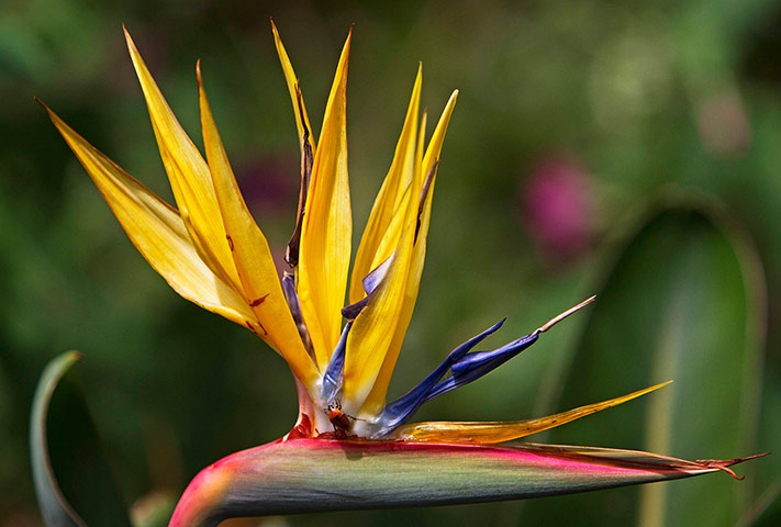 Week in wildlife: An insect climbs a 