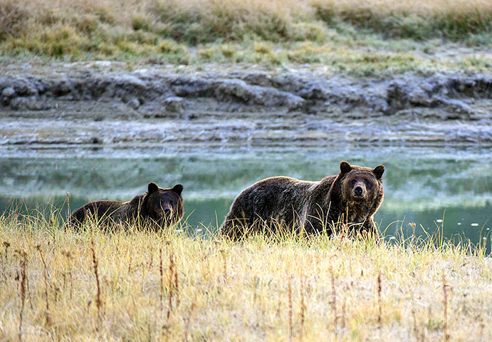 Week in wildlife: A Grizzly bear mother and her cu