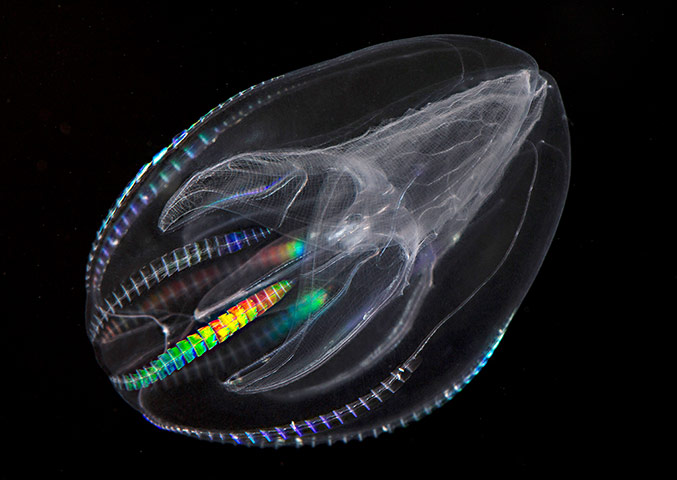 Week in wildlife: Mnemiopsis leidyi