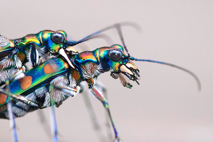 Week in wildlife: Mating Pair Of Tiger Beetles