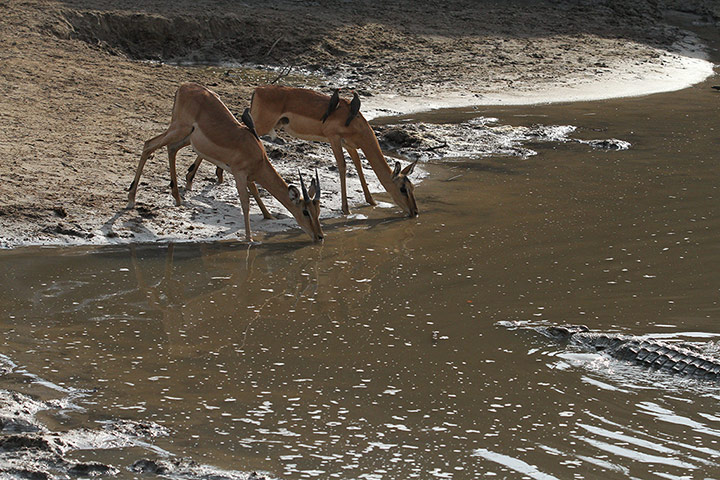 Week in wildlife: Impala Escapes A Deadly Crocodile Attack