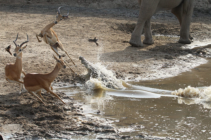 Week in wildlife: Impala Escapes A Deadly Crocodile Attack