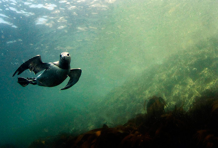 Week in wildlife: A guillemot swims underwater by the Farne Islands 