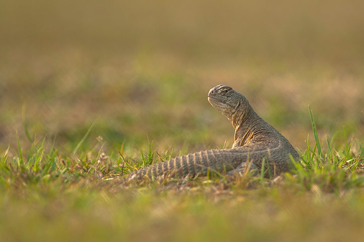 Week in wildlife: A Laggar Falcon Feeds On A Spiny Tailed Lizard