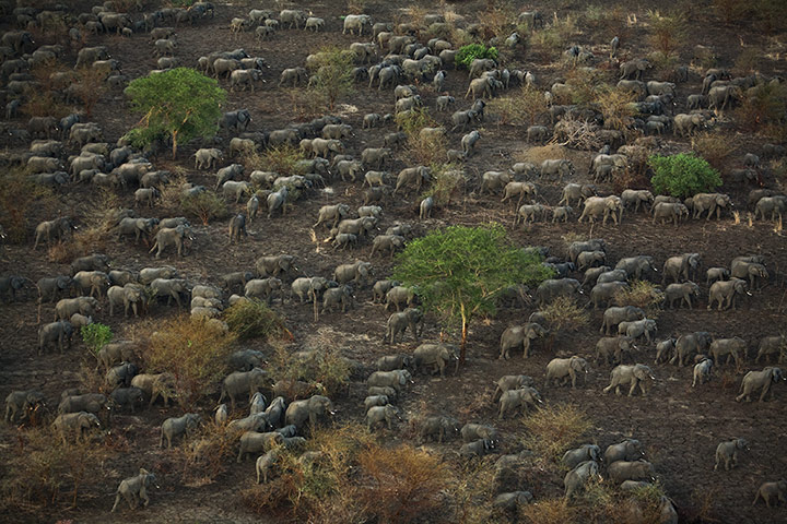 Week in wildlife: large elephant group heading toward the Salamat River