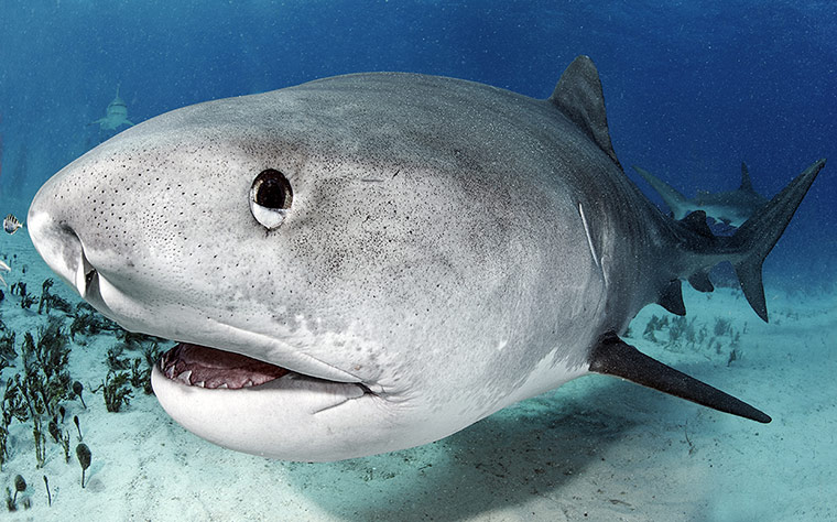 20 Photos: a shark is fed by divers in the Bahamas