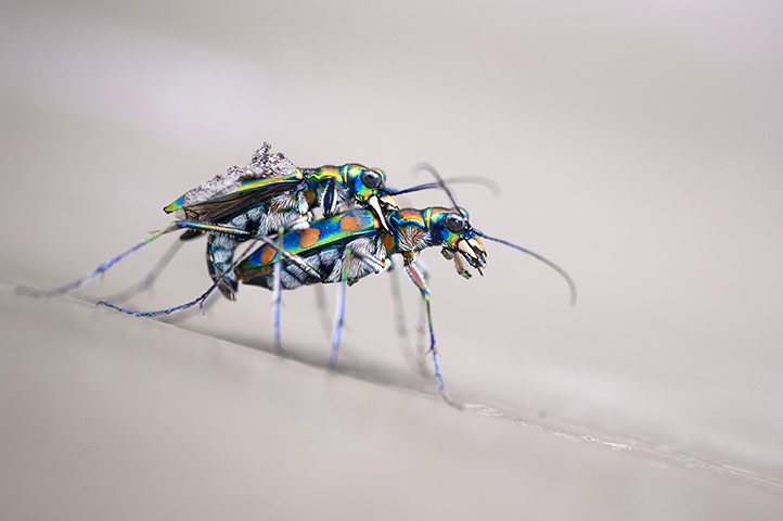 20 Photos: a mating pair of tiger beetles