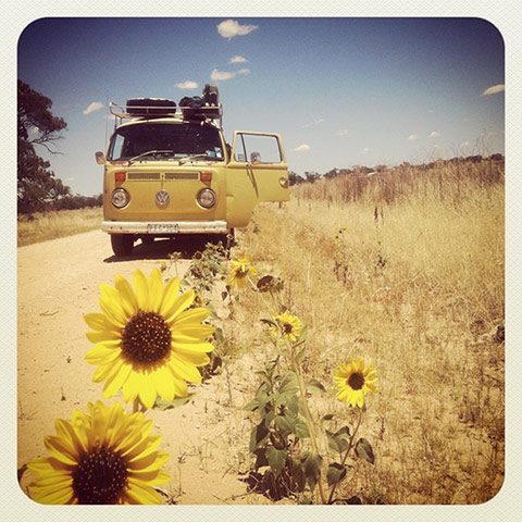 VW camper vans: VW camper in field with sunflowers