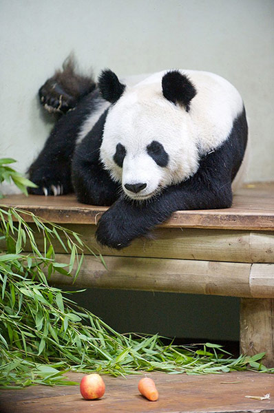 Discover quiz: Discover quiz Tian Tian pregnancy