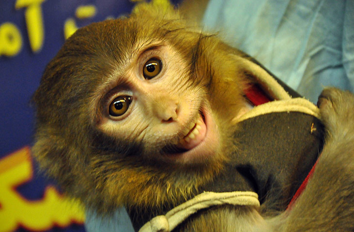 Discover quiz: Discover IRAN SPACE MONKEY