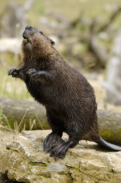 Discover quiz: Eurasian beaver, European beaver 