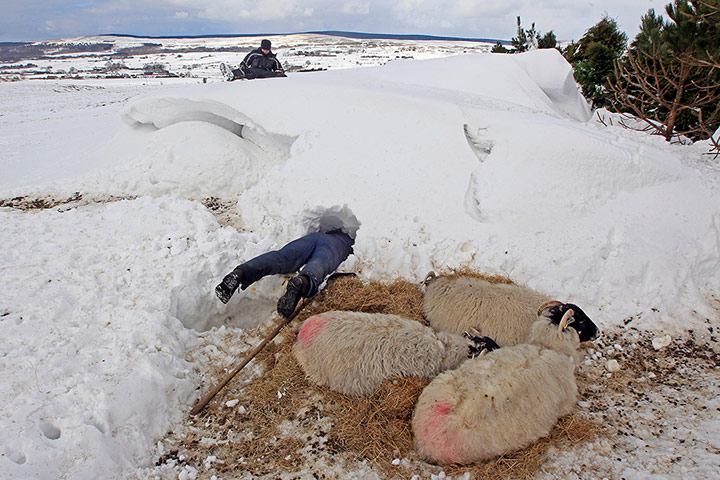 Extreme weather: Farmer Donald O'Reilly searches for sheep or lambs trapped in a snow 