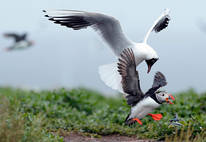 Funny animals gallery: A puffin drops its lunch
