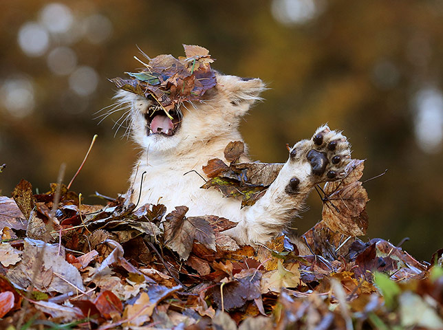 Funny animals gallery: Lion cub plays in autumn leaves