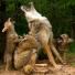 Funny animals gallery: A coyote teaches its pups to howl in Hinckley, Minnesota