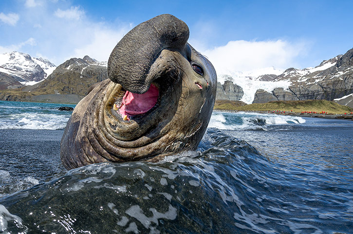 Funny animals gallery: Southern elephant seal laughs at Gold Harbour