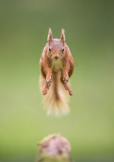 Funny animals gallery: A red squirrel leaps between trees