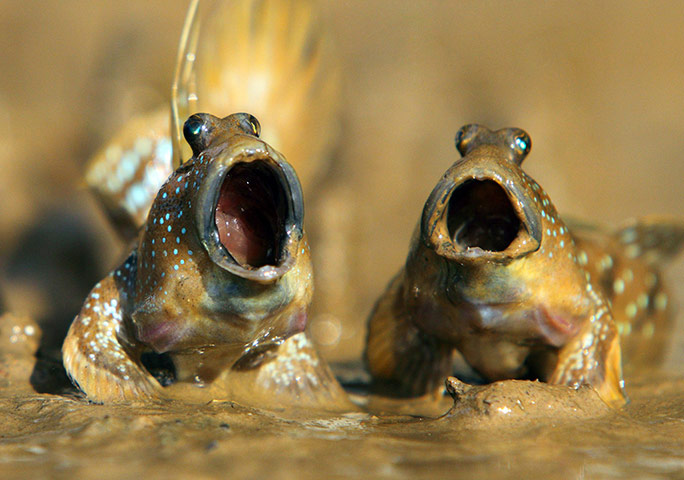 Funny animals gallery: Mudskippers indulge in their own frog chorus in Krabi
