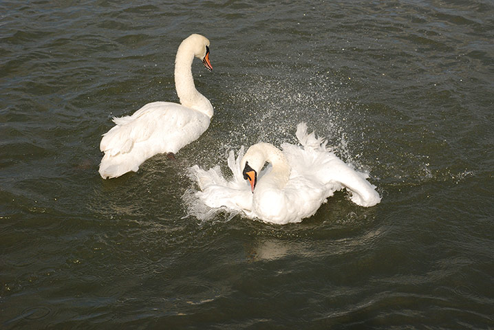 Your Pictures - pamper: two white swans swimming in water. 