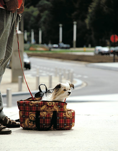 Your Pictures - pamper: small dog sitting in a bag attached to a leash
