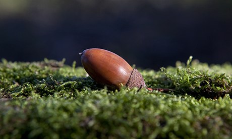 Acorn