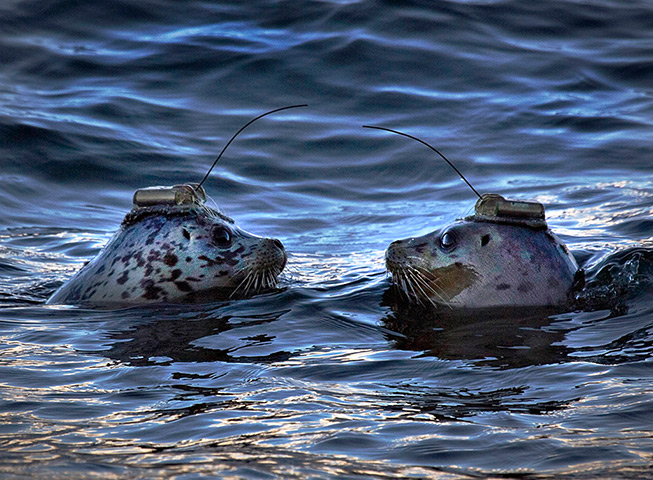 Hilarious animals: A pair of harbour seals wearing satellite- linked transmitters on their hea