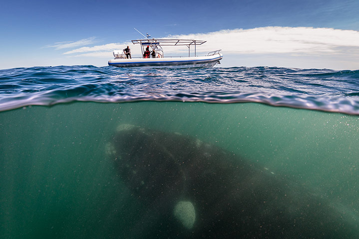20 photos: Whale Under A Boat