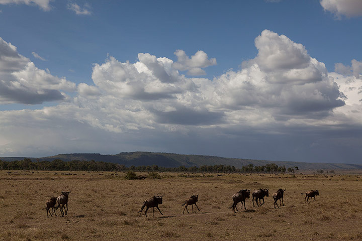 2013 extreme weather: Wildebeest run across a plain in the Maasai Mara Game Reserve in Kenya