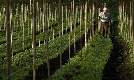 Mexican farmer