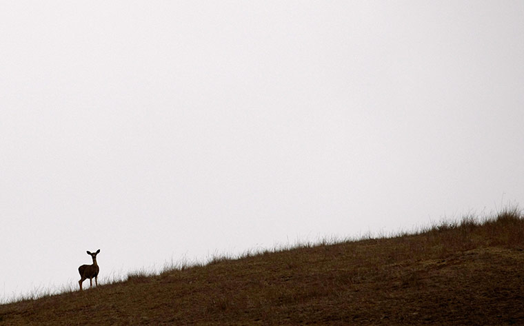 Week in wildlife: A deer stands on a smokey ridge in Big Sur, California