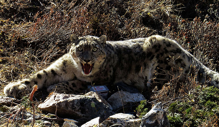 Week in wildlife: snow leopard in Nepal