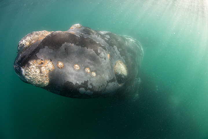 Week in wildlife: Whale under a boat