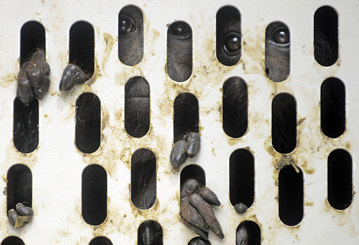 Week in wildlife: red howler monkeys