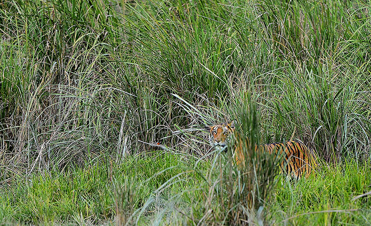 Week in wildlife: Tiger in Kaziranga National Park, Assam, India
