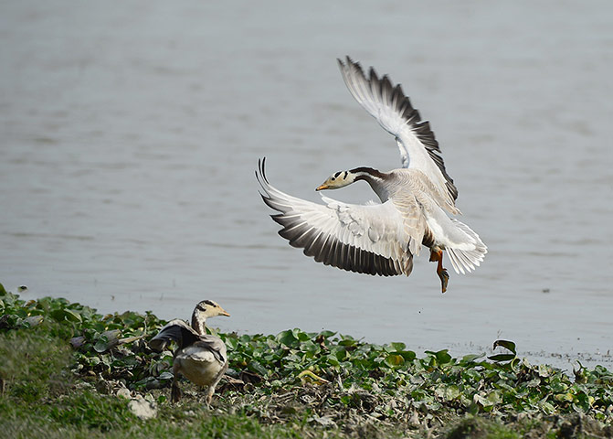 Week in wildlife: Birds in Kaziranga National Park, Assam, India