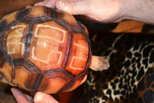 Week in wildlife: tattoo the tortoise