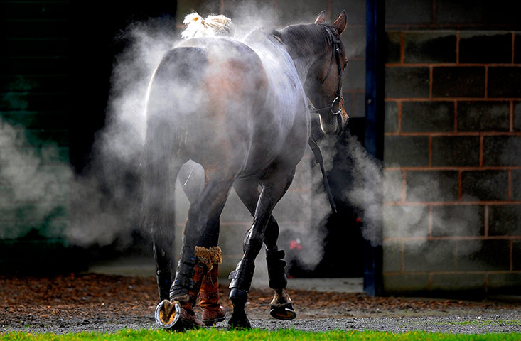 Racing at Exeter2: Steam rises from a horse 