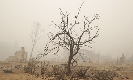 Burnt tree amidst heavy smog